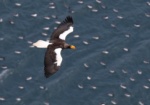 Steller's Sea-eagle